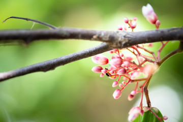 star apple flower fruit with crawling flies blurred background, narrow depth of field