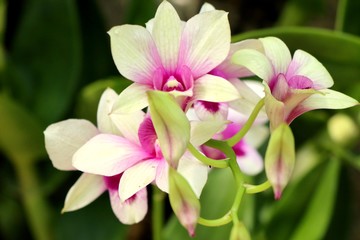 Naklejka na ściany i meble Beautiful orchid flower in tropical