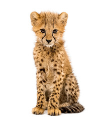 three months old cheetah cub sitting, isolated on white
