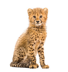three months old cheetah cub sitting, isolated on white - obrazy, fototapety, plakaty