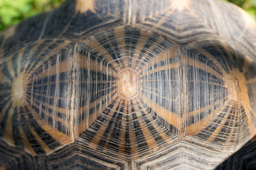 Turtle shell from above. Pattern and background