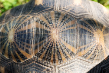 Turtle shell from above. Pattern and background