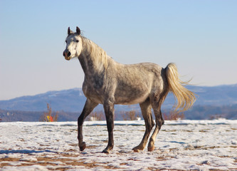 Obraz na płótnie Canvas white stallion on a snowy field in the background of the mountains
