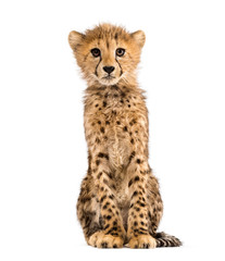 three months old cheetah cub sitting, isolated on white