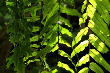 Green fern for decorating garden