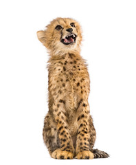 three months old cheetah cub sitting, isolated on white © Eric Isselée