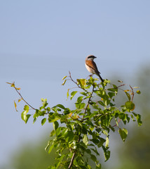 Shrike on top of a small tree