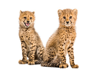 Couple of three months old cheetah cubs, isolated on white