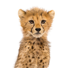 Fototapeta na wymiar Close-up on a three months old cheetah cubs, isolated on white