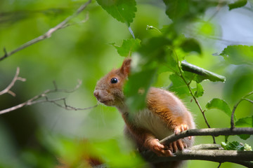 Peeking squirrel