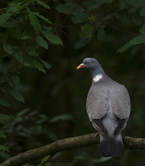 Wood pigeon sitting on a branch