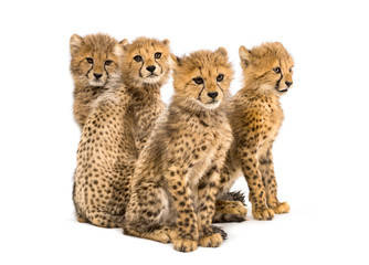Naklejka premium Group of a family of three months old cheetah cubs sitting
