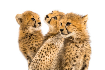 Close-up on a family of three months old cheetah cubs, isolated on white