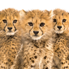 Close-up on a family of three months old cheetah cubs, isolated on white