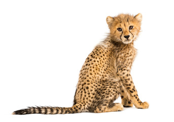 Back view of a three months old cheetah cub sitting, isolated