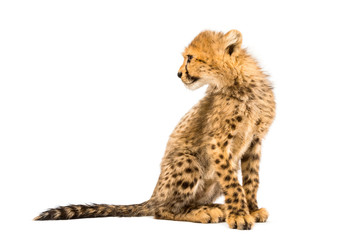 three months old cheetah cub looking back, sitting, isolated