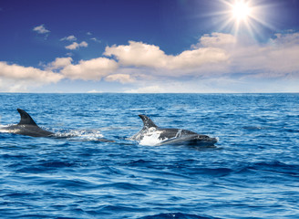 Obraz premium Obserwowanie Wale na cudownej Maderze: dzikie delfiny butlonose pływające i wyskakujące z wody; Portugalia, Europa.
