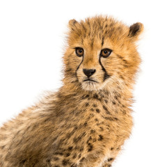 Close-up on a three months old cheetah cubs, isolated on white © Eric Isselée