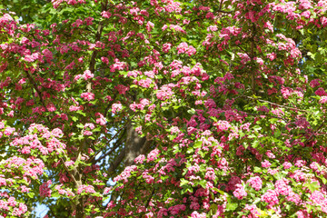 Spring Flowers of the Double Pink Hawthorn in a Woodland Garden (Crataegus laevigata 'Rosea Flore Pleno'). Spring flower landscape. Hawthorn in blossom