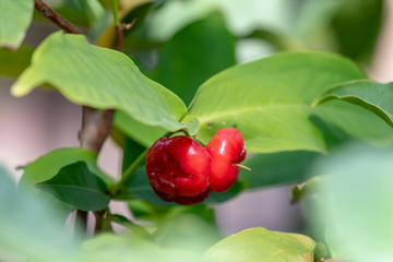 Red fruits of water apple, Syzygium aqueum, on the branch