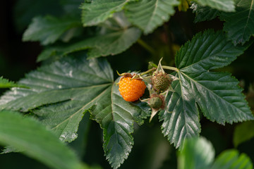 Rubus trifidus fruit, yellow raspberry on the branch