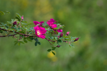 Branches of flowering rose hips on a background of blurred greenery. Beautiful natural background with flowers of a dogrose.