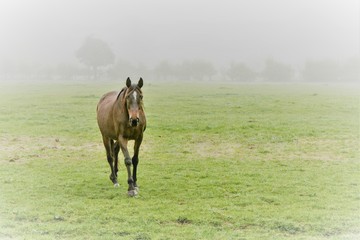 One brown horse walking towards the viewer, coming out of the fog in a misty field. Concepts of animals, weather, seasons, alone