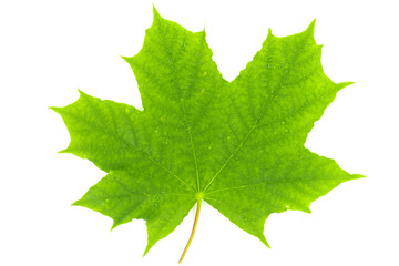 Green leaf of maple isolated on white background