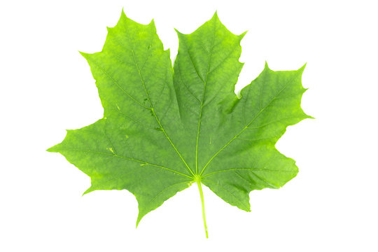 Green leaf of maple isolated on white background