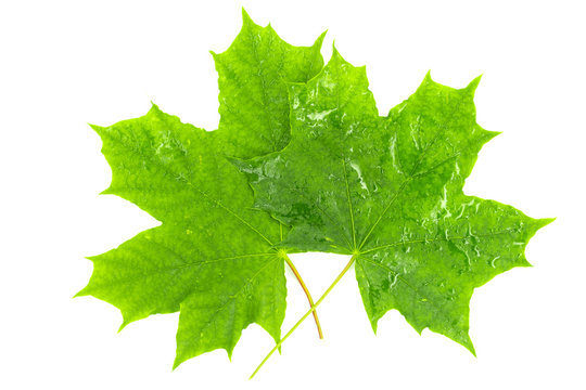 Green leaf of maple isolated on white background