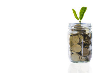 coins in glass jar with plant concept on white background.