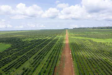Highland coffee plantation at Paksong, Lao PDR