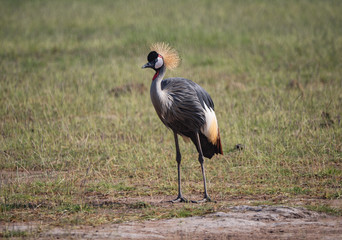 The Crested Crane (Grey Crowned Crane) in Amboseli National Park, Kenya