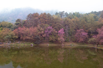 Sakura tree beside a lake in a park.