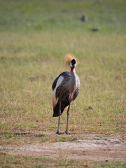Obraz na płótnie Canvas The Crested Crane (Grey Crowned Crane) in Amboseli National Park, Kenya