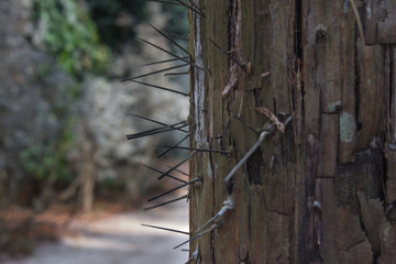 Árbol o tronco con grandes espinas