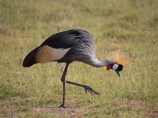 The Crested Crane (Grey Crowned Crane) in Amboseli National Park, Kenya