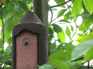 Blaumeise schaut aus Nistkasten