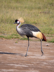The Crested Crane (Grey Crowned Crane) in Amboseli National Park, Kenya