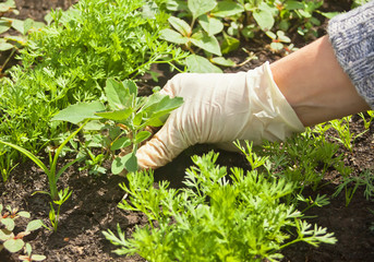 Photo of gloved woman hand holding weed and removing it from soil.
