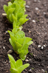 Lettuce in Soil