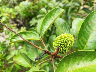 Fototapeta premium The pulasan fruit or scientific name Nephelium Mutabile Blume is often called wild rambutan by the locals. Grows in the tropics and have a sweet fruit.