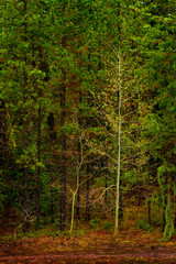 Fototapeta premium Forest of Trees in Wilderness Lush Green Growth