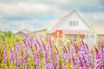 The flower bed against the house with purple flowers