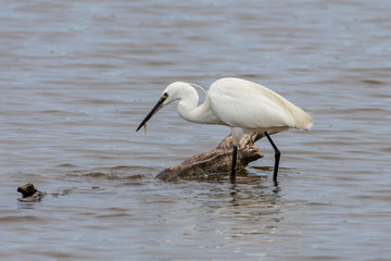 Little egret - Egretta garzetta