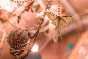 Luna Moth on Chandelier