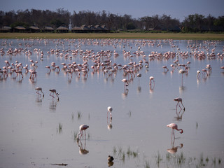 Fototapeta premium Flamingos in Amboseli Lake, Kenya