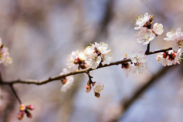 Spring blossom background. Beautiful nature scene with blooming tree and sun flare. Spring flowers. Sunny day. Easter. Springtime. Beautiful orchard with abstract blurred background