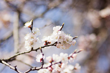 Spring blossom background. Beautiful nature scene with blooming tree and sun flare. Spring flowers. Sunny day. Easter. Springtime. Beautiful orchard with abstract blurred background
