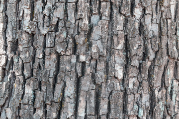 Wooden Texture